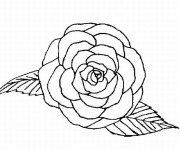 Coloriage Roses vue de face