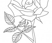 Coloriage Une Rose symbole d'amour