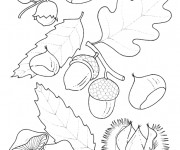 Coloriage Feuilles et Fruits de l'Automne