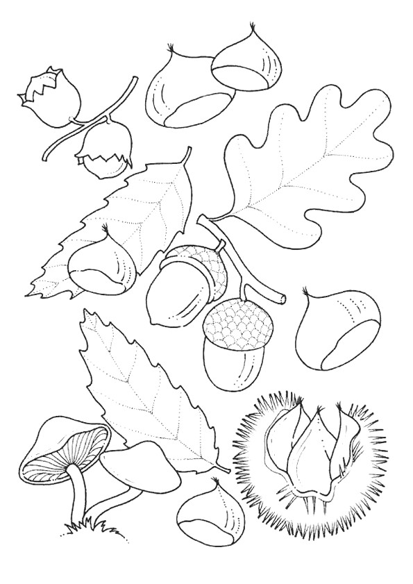 Coloriage Feuilles et Fruits de l'Automne dessin gratuit à imprimer