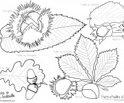 Coloriage Fruits et Feuilles d'Automne