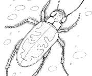 Coloriage Cicindelinae