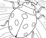 Coloriage Coccinelle sur une feuille