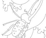 Coloriage Colorie ce scarab&eacute;e