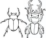 Coloriage et dessins gratuit Deux insectes Scarab&eacute;es à imprimer