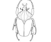 Coloriage Goliathus