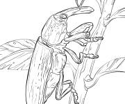 Coloriage Insecte Lixus