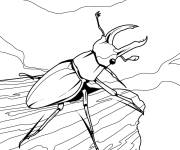 Coloriage Insecte lucane