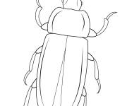 Coloriage Insecte T&eacute;n&eacute;brion