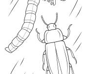 Coloriage Insecte T&eacute;n&eacute;brion meunier et larve