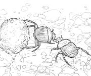 Coloriage Les bousiers