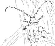 Coloriage Longicorne asiatique
