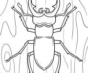 Coloriage Lucane cerf sur bois textur&eacute;