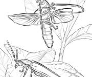 Coloriage Lucioles