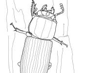 Coloriage Passalidae