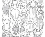 Coloriage Plusieurs types de Scarab&eacute;es