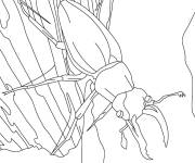 Coloriage Scarab&eacute;e aimable