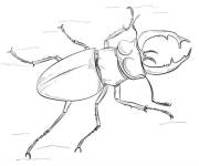 Coloriage et dessins gratuit Scarab&eacute;e dessin&eacute; &agrave; la main à imprimer