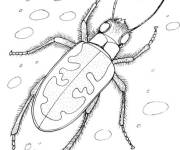 Coloriage et dessins gratuit Scarab&eacute;e en couleurs à imprimer