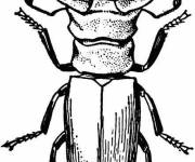Coloriage et dessins gratuit Scarab&eacute;e en noir et blanc à imprimer