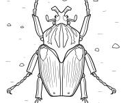 Coloriage Scarab&eacute;e Goliath