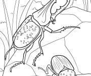 Coloriage Scarab&eacute;e Hercule grimpant sur un rocher
