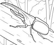 Coloriage Scarab&eacute;e Hercule sur une b&ucirc;che