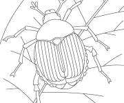 Coloriage Scarab&eacute;e insecte pour les petits