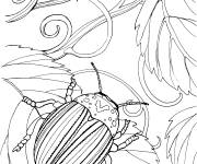 Coloriage Scarab&eacute;e japonais sur une feuille