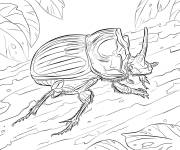 Coloriage Scarab&eacute;e lunus