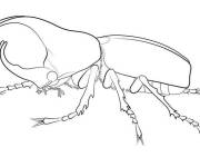 Coloriage et dessins gratuit Scarab&eacute;e r&eacute;el insecte à imprimer
