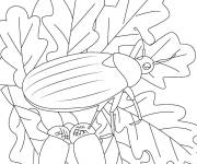 Coloriage scarab&eacute;e sur plante