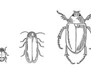 Coloriage et dessins gratuit Scarab&eacute;es stage de vie à imprimer