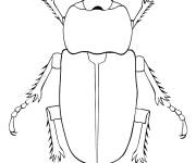 Coloriage et dessins gratuit un scarab&eacute;e terrestre Hanneton à imprimer