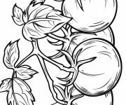 Coloriage Des belles fruits de tomates