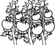 Coloriage Des plantes de tomates maternelle