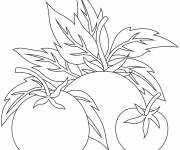 Coloriage Des tomates avec leurs feuilles