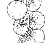 Coloriage Des tomates fraiches en plante