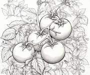 Coloriage et dessins gratuit Des tomates pour adulte à imprimer