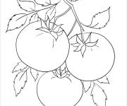 Coloriage Dessin sur le th&egrave;me de tomate