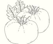 Coloriage et dessins gratuit Deux grosses tomates dessin&eacute; &agrave; la main à imprimer
