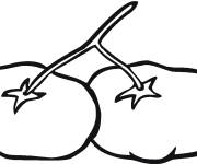 Coloriage Deux tomates imprimable en ligne
