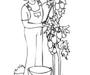 Coloriage Fermier plante les tomates