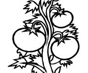 Coloriage Petite Tomatier