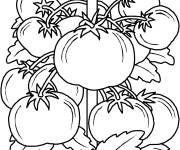 Coloriage Plan, de tomates