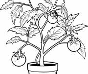 Coloriage Plante de tomate avec des fruits sur les branches