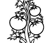 Coloriage Plante de tomate facile