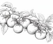Coloriage et dessins gratuit Plante de tomate fructueuse à imprimer