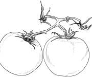 Coloriage Plante de tomate r&eacute;aliste