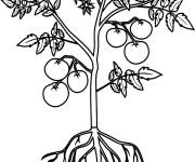 Coloriage Plante et racines de tomate